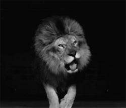 Gif animé lion rugit